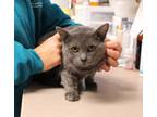 Adopt Randy a Domestic Shorthair / Mixed cat in Salisbury, MD (37149150)