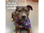 Adopt Grover/Bruce a Brindle American Staffordshire Terrier / Mixed dog in