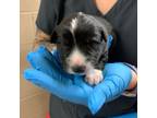 Adopt Captain America a Mixed Breed