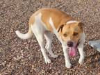 Adopt SANGRIA a Pit Bull Terrier, Pointer