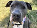 Adopt HAYLEE a Pit Bull Terrier