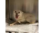 Adopt PEPSI a American Eskimo Dog, Mixed Breed