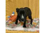 Adopt OCTOBER a Boxer, Pit Bull Terrier