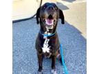 Adopt BETTY a Great Dane, Mixed Breed