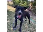 Adopt WAFFLES a Border Collie, Pit Bull Terrier