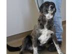 Adopt Cowgirl a Catahoula Leopard Dog, Mixed Breed