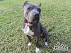 Adopt HORACE a Pit Bull Terrier