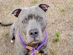 Adopt A1284270 a Pit Bull Terrier