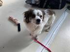 Adopt LACEY* a Papillon, Mixed Breed