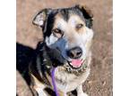 Adopt Cliff (ID# 231801) a German Shepherd Dog