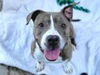 Adopt CHARLOTTE a American Staffordshire Terrier