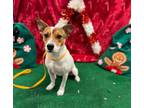 Adopt CAMILO a Parson Russell Terrier, Mixed Breed