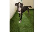 Adopt A1123454 a Catahoula Leopard Dog, Mixed Breed