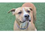 Adopt CONEY a Pit Bull Terrier, Mixed Breed