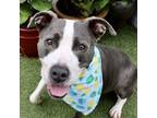 Adopt Quad a Pit Bull Terrier, Mixed Breed