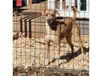 Adopt Kree a Pit Bull Terrier, Chocolate Labrador Retriever