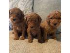 Toy Goldendoodle