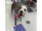 Adopt Looney a Pit Bull Terrier