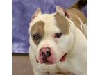 Adopt Audi a American Staffordshire Terrier, Mixed Breed