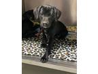 Adopt Poppy a Terrier, Black Labrador Retriever