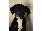 Adopt Evie a Terrier, Black Labrador Retriever