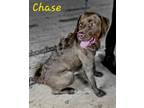 Adopt Chase a Chesapeake Bay Retriever