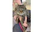 Adopt Ozzy a Domestic Long Hair