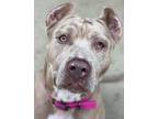 Adopt Shanise a Pit Bull Terrier