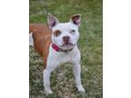 Adopt PIPPIE a Pit Bull Terrier, Mixed Breed
