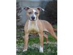 Adopt RIPLEY a Pit Bull Terrier, Mixed Breed