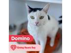 Adopt Domino a Domestic Short 