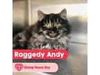 Adopt Raggedy Andy a Domestic 
