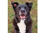 Adopt 23-21 Licorice a Mixed Breed