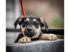 Adopt Rick a German Shepherd Dog, Labrador Retriever