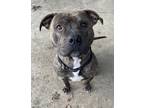 Adopt Lerk A-11 AVAILABLE a Pit Bull Terrier