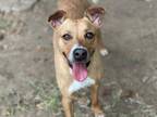 Adopt ISADORA a Black Mouth Cur, Mixed Breed