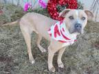 Adopt CANTALOUPE a Pit Bull Terrier, Mixed Breed