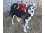 Adopt A402715 a Siberian Husky, Mixed Breed