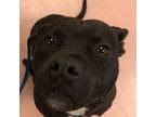 Adopt Chuckles a Pit Bull Terrier