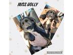 Adopt Miss Holly a Border Collie, Collie