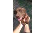 Adopt Coco Puff (rowdy & hi-energy alpha, age 9) a Pit Bull Terrier