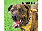 Adopt Rambo a Mastiff, Mixed Breed