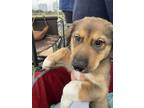 Adopt Ella Fitzgerald of the Christmas Classics Litter HTX a Great Pyrenees