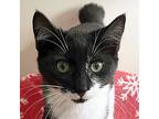 Candy Cane, Domestic Shorthair For Adoption In Sequim, Washington