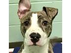Adopt Cielo a Bull Terrier, Mixed Breed