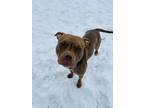 Adopt HOPE a Pit Bull Terrier