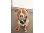 Adopt JIMMY CHEW a Pit Bull Terrier