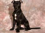 Adopt ANDY a Pit Bull Terrier, Mixed Breed