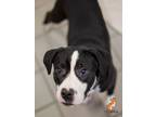 Adopt McCoy a Pit Bull Terrier
