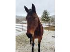 Adopt Dolly a Thoroughbred